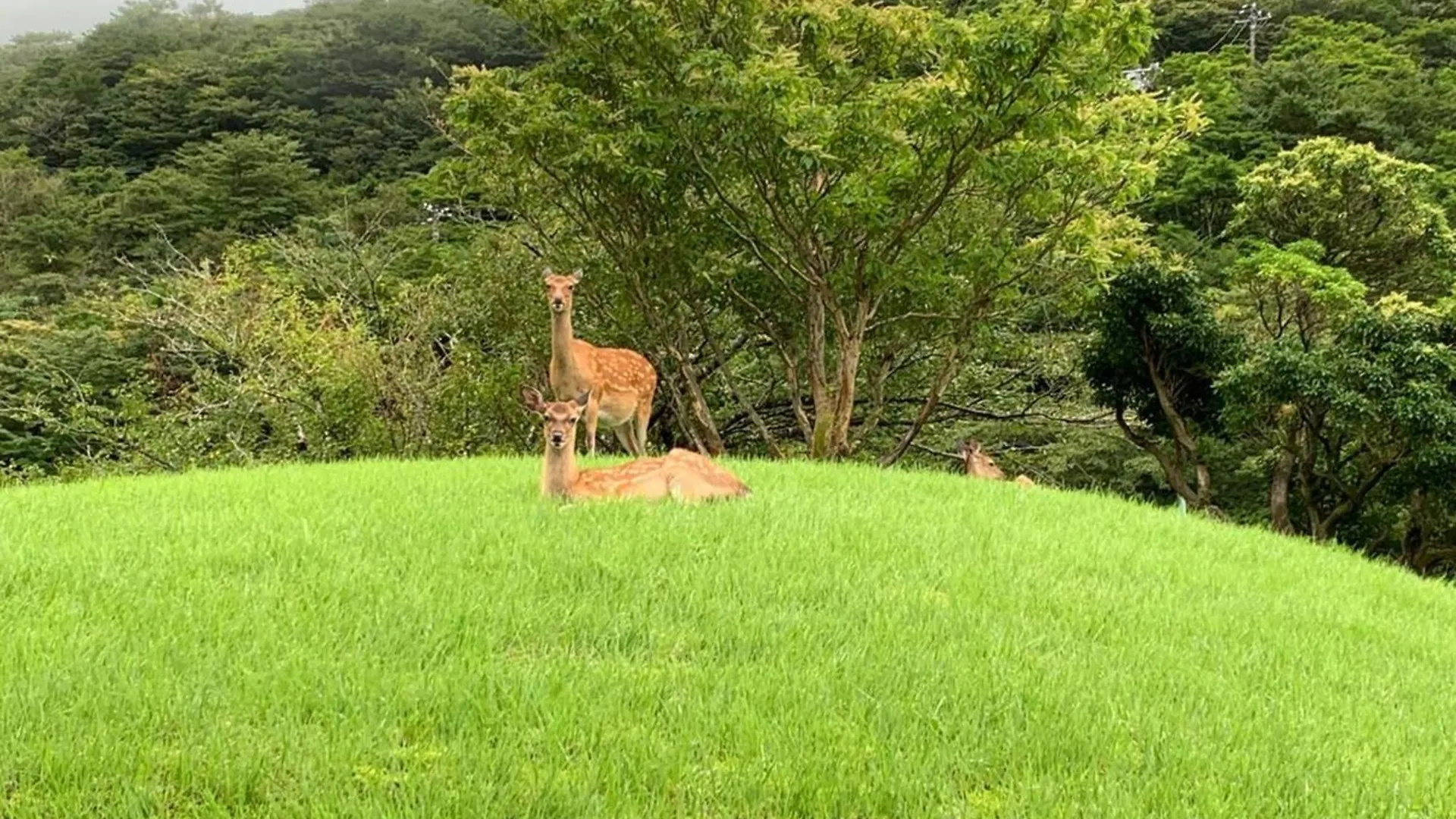 Hakone Yunohana Prince Hotel Kanagawa Japan
